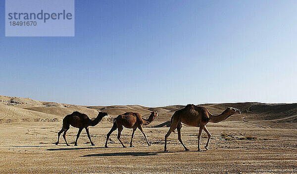 Arabische Kamele in der Judäischen Wüste  Israel  Naher Osten