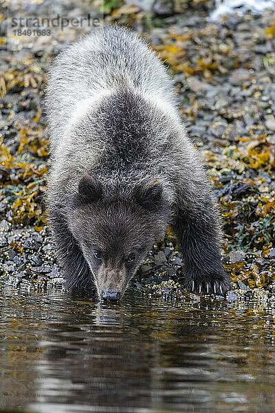 Junger Braunbär (Ursus arctos)  entlang des rosa Lachsflusses in Pavlov Harbor auf Chichagof Island  Alaska  Vereinigte Staaten von Amerika  Nordamerika