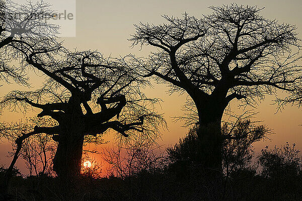 Baobab-Bäume (Adansonia sp) in der Savanne bei Sonnenuntergang  Savuti  Chobe National Park  Botswana  Afrika
