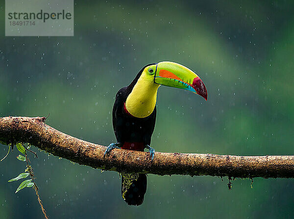 Tukan des Regenwaldes  fantastischer Vogel bei starkem Regen  Costa Rica  Mittelamerika