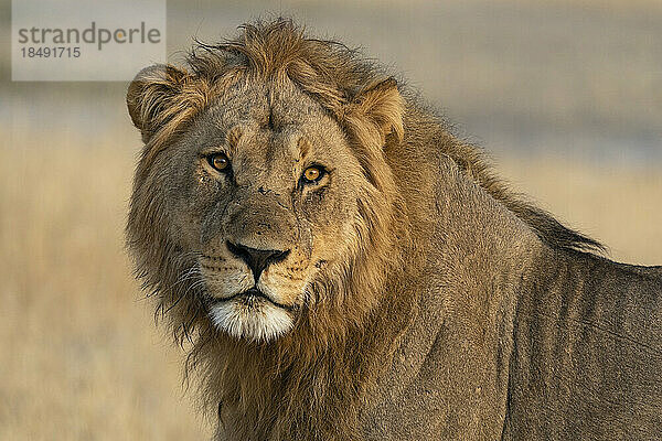 Löwe (Panthera leo) schaut in die Kamera  Savuti  Chobe National Park  Botswana  Afrika