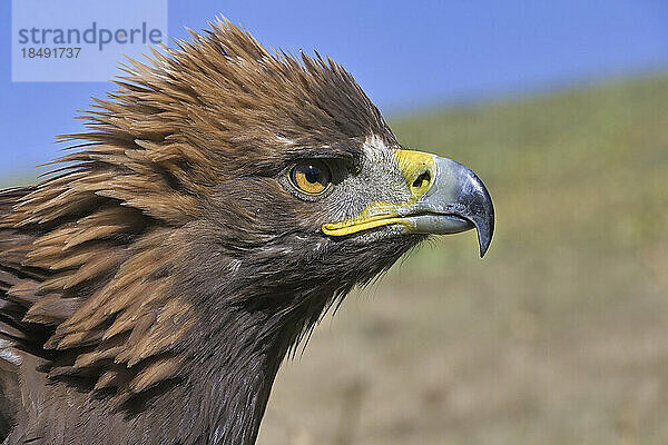 Porträt eines Steinadlers (Aquila chrysaetos)  Song Kol See  Region Naryn  Kirgisistan  Zentralasien  Asien