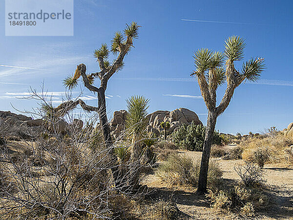 Joshua-Bäume (Yucca brevifolia)  zwischen verwitterten Felsen im Joshua Tree National Park  Kalifornien  Vereinigte Staaten von Amerika  Nordamerika