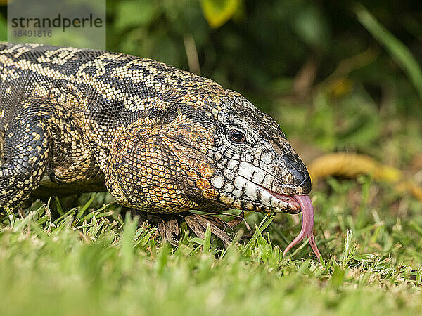 Ein ausgewachsener argentinischer schwarz-weißer Tegu (Salvator merianae)  Iguazu-Wasserfälle  UNESCO-Weltkulturerbe  Provinz Misiones  Argentinien  Südamerika