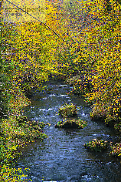 Fluss Kamenice im Herbst  Nationalpark Böhmische Schweiz  Hrensko  Bezirk Decin  Region Usti nad Labem  Tschechische Republik (Tschechien)  Europa