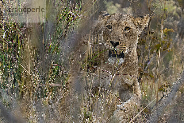 Löwin (Panthera leo) beim Spaziergang im hohen Gras  Savuti  Chobe-Nationalpark  Botsuana  Afrika