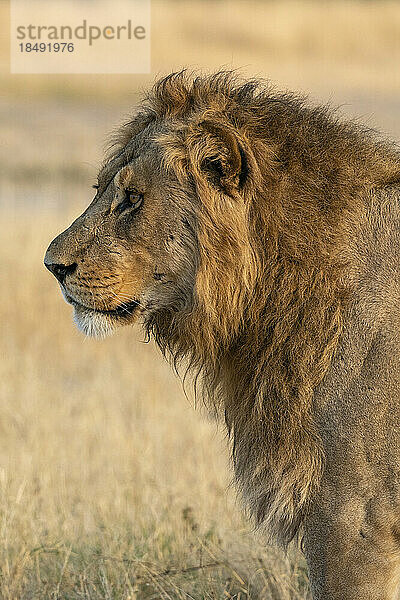 Löwe (Panthera leo)  Savuti  Chobe-Nationalpark  Botsuana  Afrika