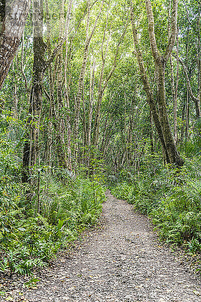 Leerer Fußweg zwischen Mangrovenbäumen und Farn  Jozani Forest National Park  Sansibar  Tansania  Ostafrika  Afrika