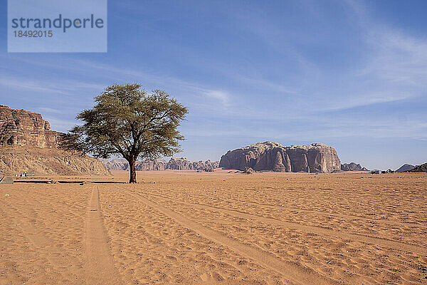 Ein Akazienbaum an der Lawrence-Quelle in der Wüste Wadi Rum  UNESCO-Weltkulturerbe  Jordanien  Naher Osten