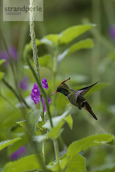 Fliegende Rotschopfelfe (Lophornis delattrei)  Nebelwald im Manu-Nationalpark  Peru  Südamerika