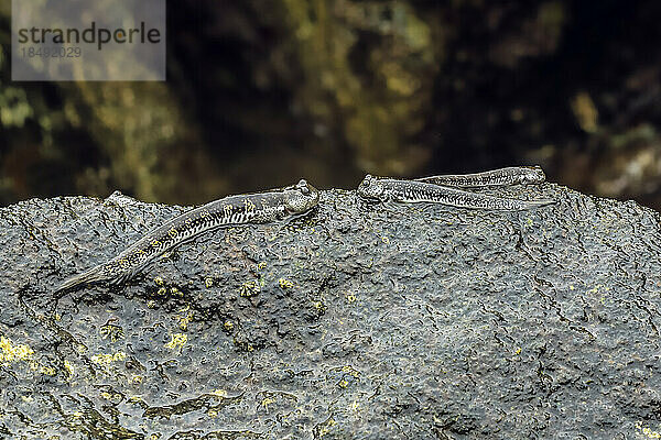 Gattung Alticus springende Amphibienfische (Felsenspringer) (springende Schleimfische)  Siau  Sangihe-Archipel  Nordsulawesi  Indonesien  Südostasien  Asien