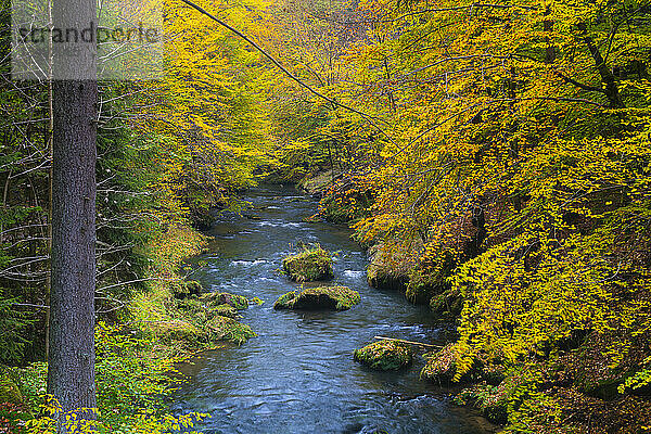Fluss Kamenice im Herbst  Nationalpark Böhmische Schweiz  Hrensko  Bezirk Decin  Region Usti nad Labem  Tschechische Republik (Tschechien)  Europa