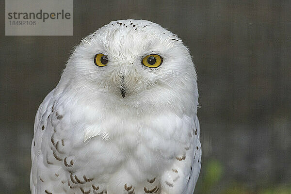 Ausgewachsene Schneeeule (Bubo scandiacus) in Gefangenschaft  Alaska Raptor Center in Sitka  Südost-Alaska  Vereinigte Staaten von Amerika  Nordamerika