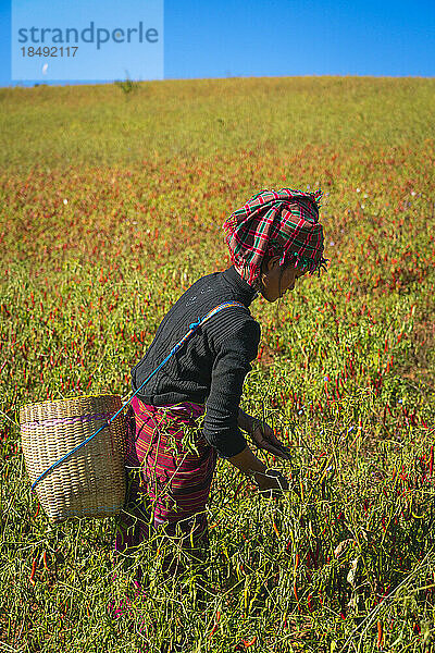 Birmanische Frau beim Sammeln von Chilischoten in der Nähe von Kalaw  Shan-Staat  Myanmar (Birma)  Asien