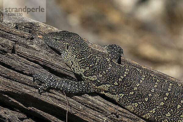 Nilwaran (Varanus niloticus)  Chobe-Nationalpark  Botsuana  Afrika