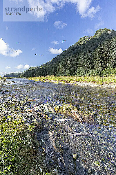 Ausgewachsener rosa Lachs (Oncorhynchus gorbuscha)  laichend in Port Althorp  Chichagof  Südost-Alaska  Vereinigte Staaten von Amerika  Nordamerika