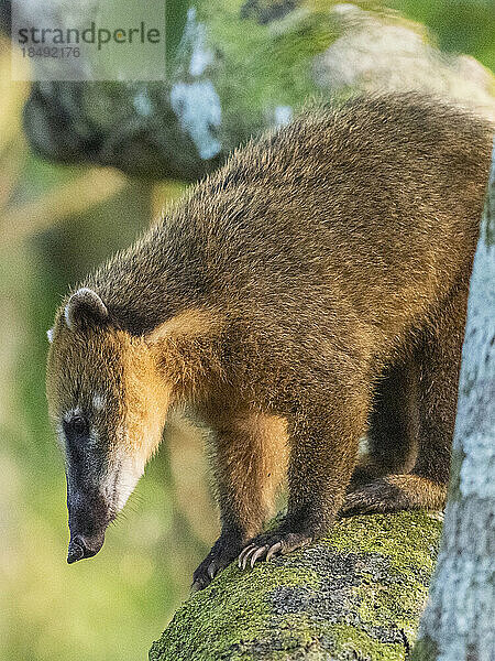 Ausgewachsener südamerikanischer Nasenbär (Nasua nasua)  kletternd in einem Baum an den Iguazu-Fällen  Provinz Misiones  Argentinien  Südamerika