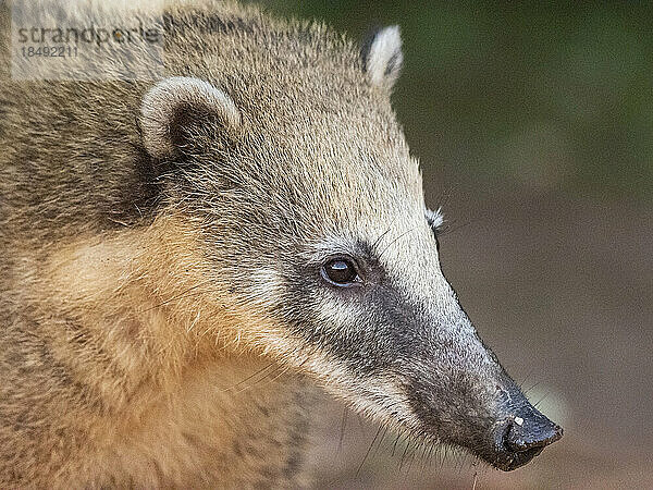 Ausgewachsener weiblicher Südamerikanischer Nasenbär (Nasua nasua)  Iguazu-Fälle  Provinz Misiones  Argentinien  Südamerika