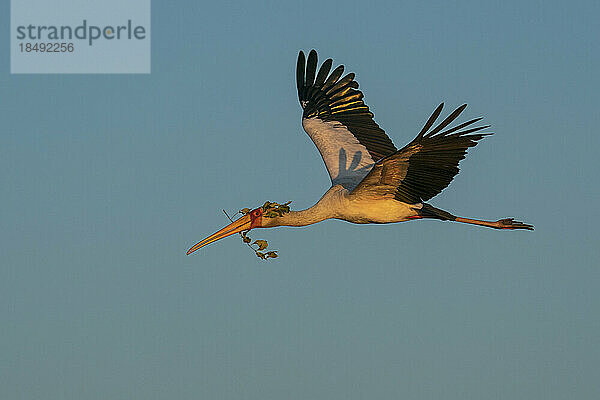 Gelbschnabelstorch (Mycteria ibis) fliegt mit Stöcken zum Nestbau  Chobe-Nationalpark  Botsuana  Afrika