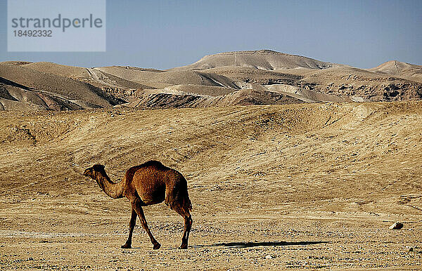 Arabisches Kamel in der Judäischen Wüste  Israel  Naher Osten