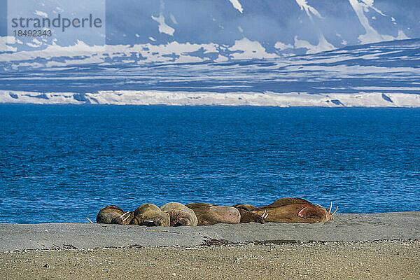 Walrosse (Odobenus rosmarus) beim Ausruhen am Strand  Calypsobyen  Spitzbergen  Svalbard Inseln  Arktis  Norwegen  Europa