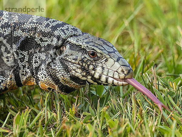 Ein ausgewachsener argentinischer schwarz-weißer Tegu (Salvator merianae)  Iguazu-Wasserfälle  UNESCO-Weltkulturerbe  Provinz Misiones  Argentinien  Südamerika