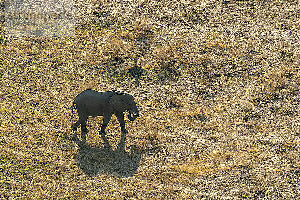 Luftaufnahme eines Afrikanischen Elefanten (Loxodonta africana)  der im Okavango-Delta spazieren geht  UNESCO-Welterbe  Botswana  Afrika