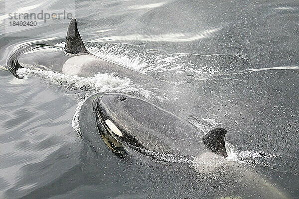 Eine kleine Schwertwalgruppe (Orcinus orca)  die im Behm-Kanal auftaucht  Südost-Alaska  Vereinigte Staaten von Amerika  Nordamerika