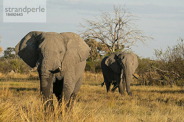 Afrikanische Elefanten (Loxodonta africana) beim Spaziergang in der Savanne  Khwai-Konzession  Okavango-Delta  Botsuana  Afrika