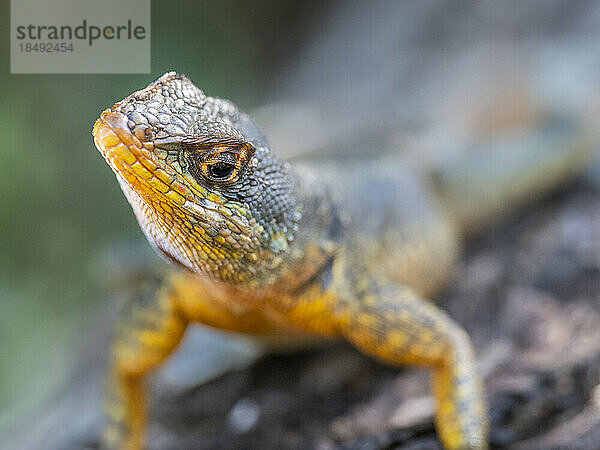 Eine ausgewachsene Westliche Krageneidechse (Tropidurus catalanensis)  Iguazu-Wasserfälle  UNESCO-Weltkulturerbe  Provinz Misiones  Argentinien  Südamerika