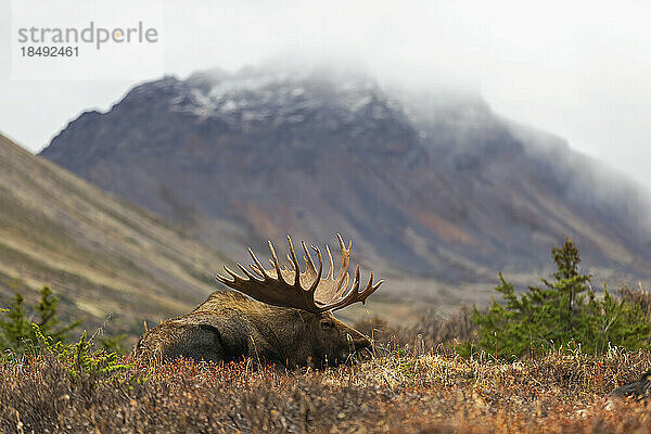 Ruhender Elch  Chugach State Park  Anchorage  Alaska  Vereinigte Staaten von Amerika  Nordamerika