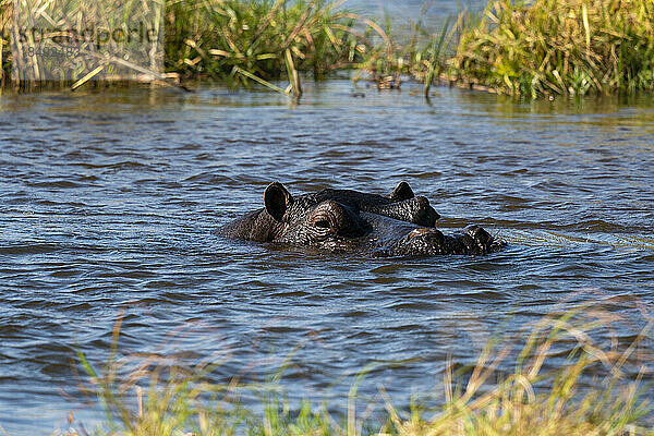 Flusspferd (Hippopotamus amphibius)  Khwai-Konzession  Okavango-Delta  Botswana  Afrika