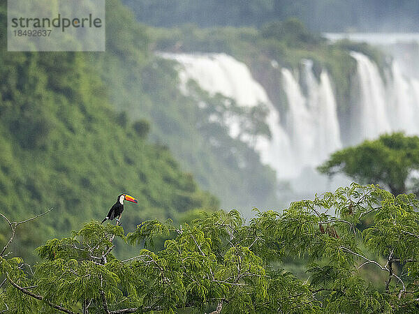 Ein erwachsener Tukan (Ramphastos toco)  der auf einem Baumstamm sitzt  Iguazu-Wasserfälle  UNESCO-Weltkulturerbe  Provinz Misiones  Argentinien  Südamerika