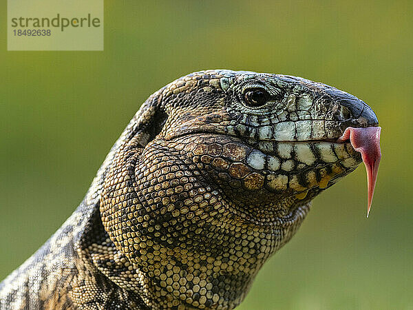 Ein ausgewachsener argentinischer schwarz-weißer Tegu (Salvator merianae)  Iguazu-Wasserfälle  UNESCO-Weltkulturerbe  Provinz Misiones  Argentinien  Südamerika