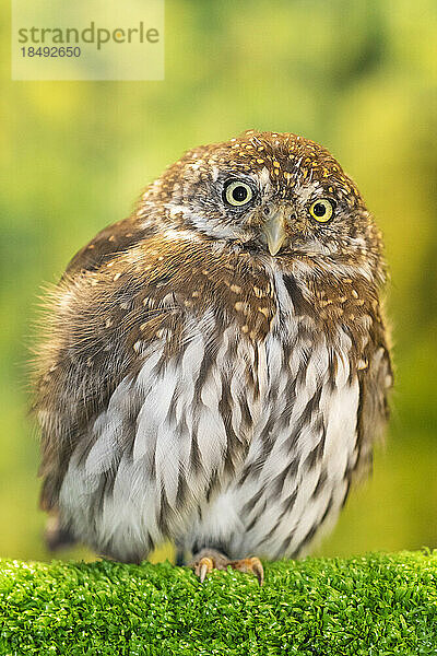 Ausgewachsener Sperlingskauz (Glaucidium californicum) in Gefangenschaft  Alaska Raptor Center in Sitka  Südost-Alaska  Vereinigte Staaten von Amerika  Nordamerika