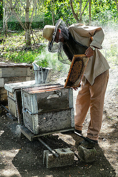 Honigerzeuger bei der Inspektion seiner Produktion an den Bienenstöcken  Condado  in der Nähe von Trinidad  Kuba  Westindien  Karibik  Mittelamerika