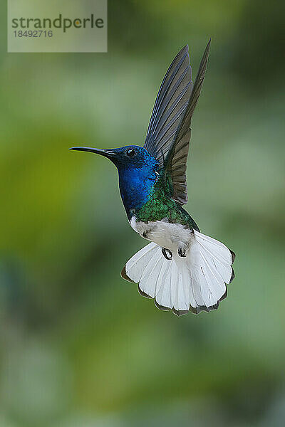 Fliegende Weißhals-Jakobin (Florisuga Mellivora)  Manu-Nationalpark Nebelwald  Peru  Südamerika