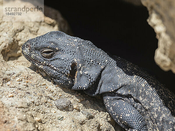 Chuckwalla (Sauromalus ater)  sonnt sich im Red Rock Canyon State Park  Kalifornien  Vereinigte Staaten von Amerika  Nordamerika