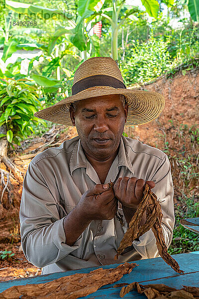 Tabakplantagenarbeiter mit Strohhut  der seine eigene Zigarre herstellt  Vinales  Kuba  Westindien  Karibik  Mittelamerika