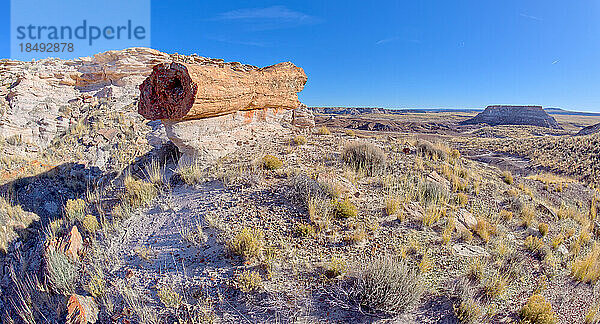 Ein riesiger versteinerter Baumstamm balanciert auf einem Sandsteinsockel entlang des Red Basin Trail  Petrified Forest National Park  Arizona  Vereinigte Staaten von Amerika  Nordamerika