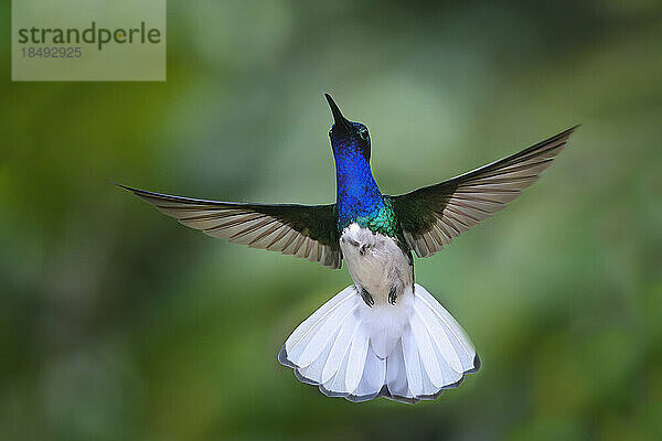 Fliegende Weißhals-Jakobin (Florisuga Mellivora)  Manu-Nationalpark Nebelwald  Peru  Südamerika