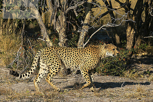 Gepard (Acinonyx jubatus) beim Wandern  Savuti  Chobe-Nationalpark  Botsuana  Afrika