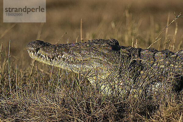 Nilkrokodil (Crocodylus niloticus)  ruhend am Flussufer  Chobe-Nationalpark  Botsuana  Afrika