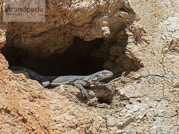 Chuckwalla (Sauromalus ater)  sonnt sich im Red Rock Canyon State Park  Kalifornien  Vereinigte Staaten von Amerika  Nordamerika