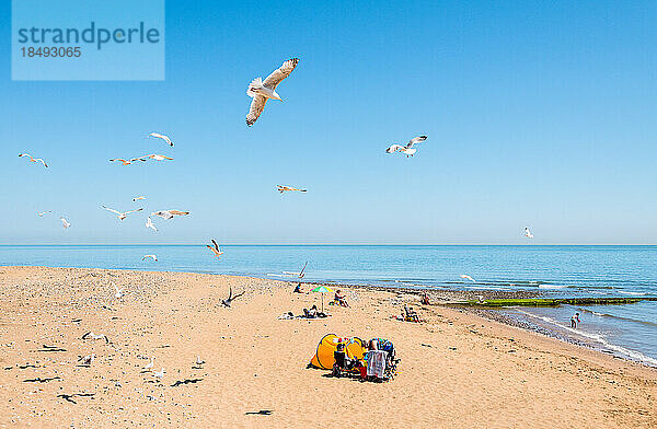 Möwen  die Menschen beobachten  die die Sonne an einem Strand in der Nähe von Ramsgate genießen  entlang des Viking Coastal Trail nach Margate  Kent  England  Vereinigtes Königreich  Europa