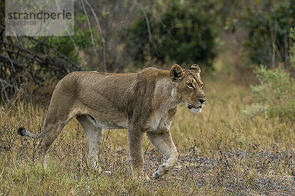 Löwin (Panthera leo) beim Spaziergang  Savuti  Chobe-Nationalpark  Botsuana  Afrika