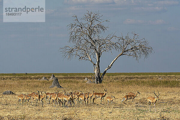 Impalas (Aepyceros melampus) in der Mababe-Ebene  Chobe-Nationalpark  Botsuana  Afrika