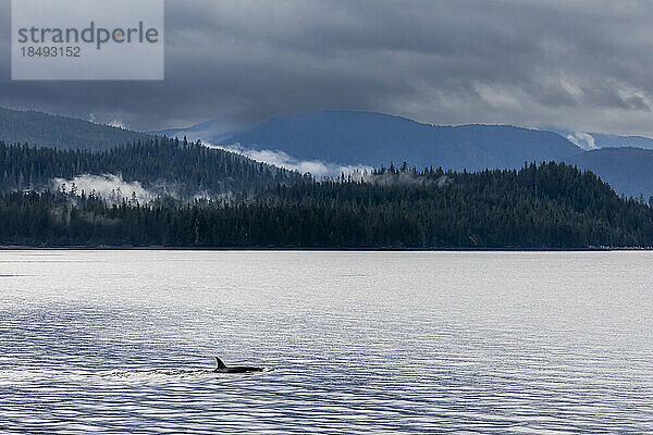 Schwertwal (Orcinus orca)  auftauchend im Behm-Kanal  Südost-Alaska  Vereinigte Staaten von Amerika  Nordamerika