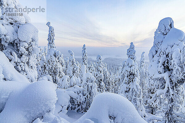 Gefrorener verschneiter Wald im Winter  Oulanka-Nationalpark  Ruka Kuusamo  Lappland  Finnland  Europa