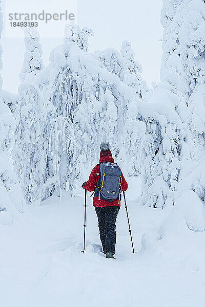 Rückansicht einer Frau mit Skistöcken bei einem Spaziergang in der verschneiten Winterlandschaft von Finnisch-Lappland  Finnland  Europa